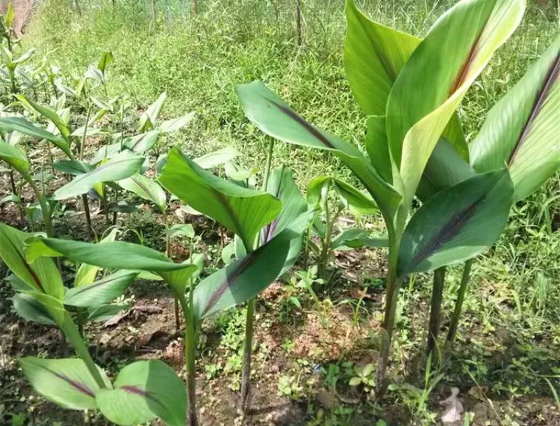 黑姜