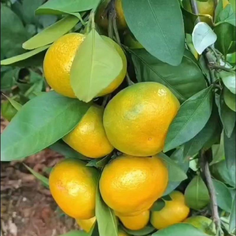 湖北蜜桔大量上市，一手货源，价格便宜，果皮颜值高，口感好