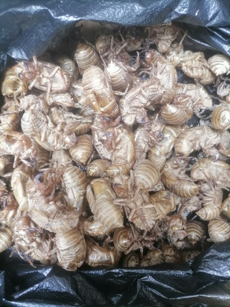 悦享蝉蜕好滋味原产地农产品24小时在线服务现货秒发