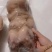 去骨带筋牛蹄全熟去骨牛蹄白水卤带筋牛蹄卤牛蹄