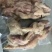 去骨带筋牛蹄全熟去骨牛蹄白水卤带筋牛蹄卤牛蹄