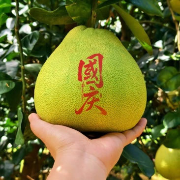 仙游度尾文旦柚次果8毛