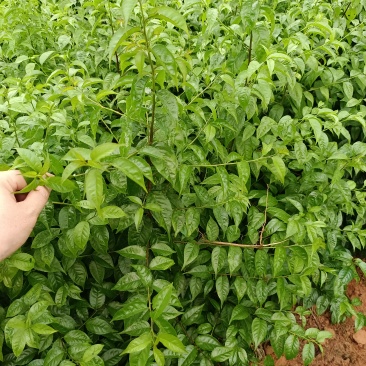岗梅苗大量售卖中