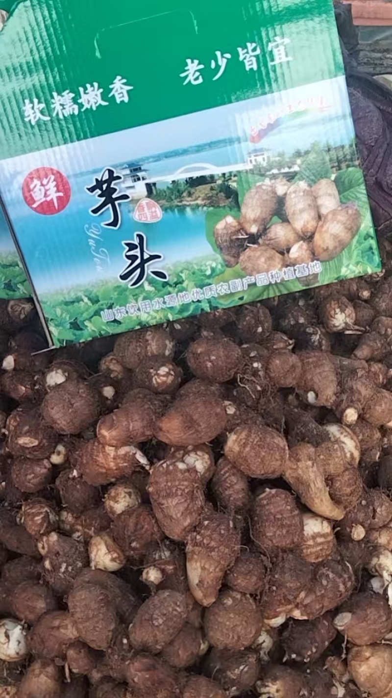 新鲜芋头大量上市产地一手货源大量现货供应支持全国物流发货