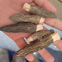 羊肚菌，野生，种植各种规格