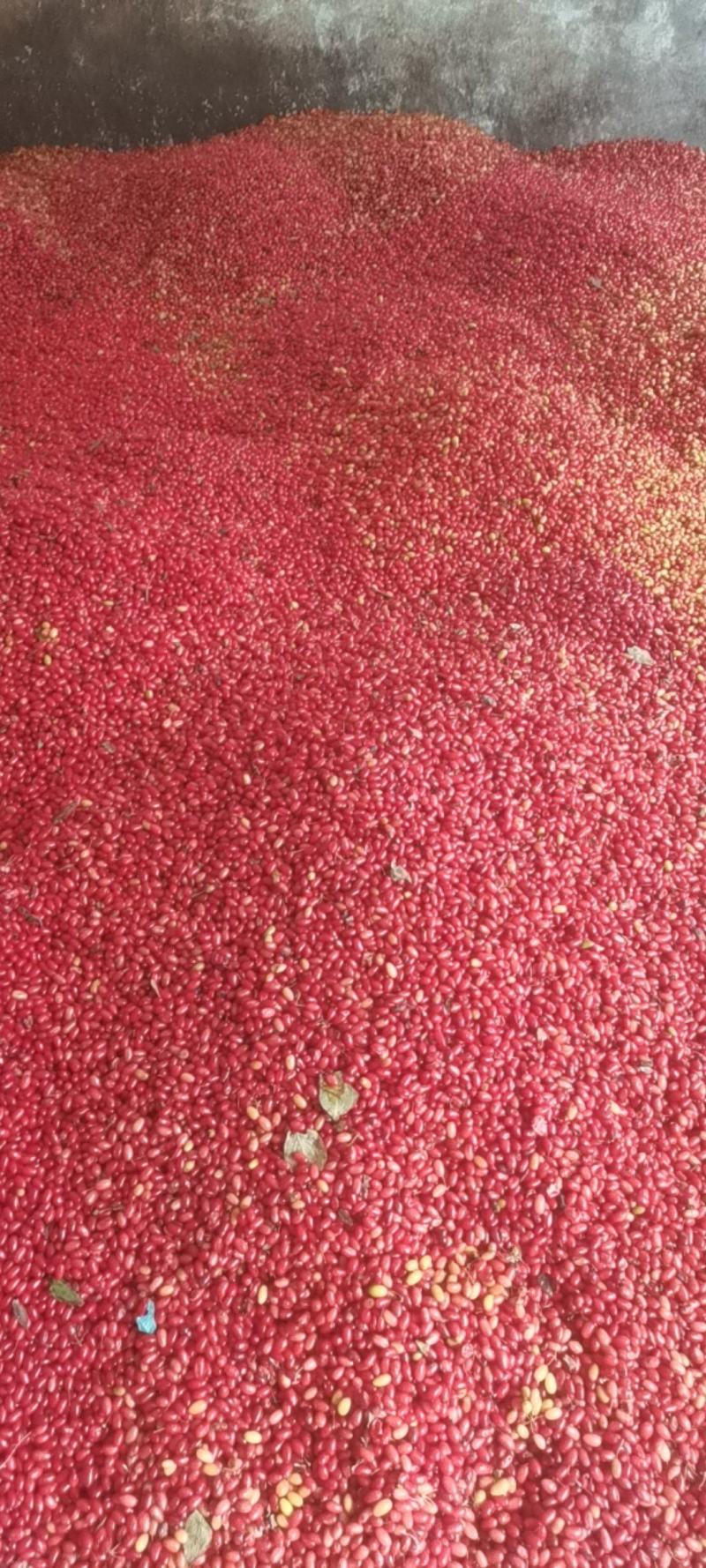 鲜货山茱萸，六味地黄丸原料，糖皮子，泡药酒