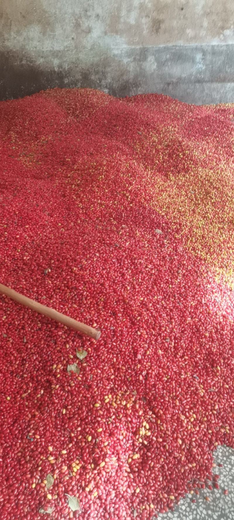 鲜货山茱萸，六味地黄丸原料，糖皮子，泡药酒
