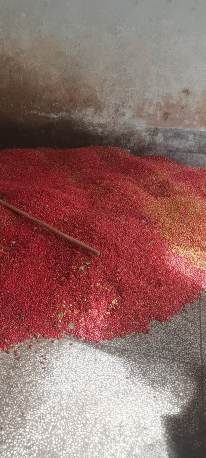 鲜货山茱萸，六味地黄丸原料，糖皮子，泡药酒