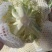 松花菜，产地一手货源，量大优惠，对接全国市场电商平台欢迎