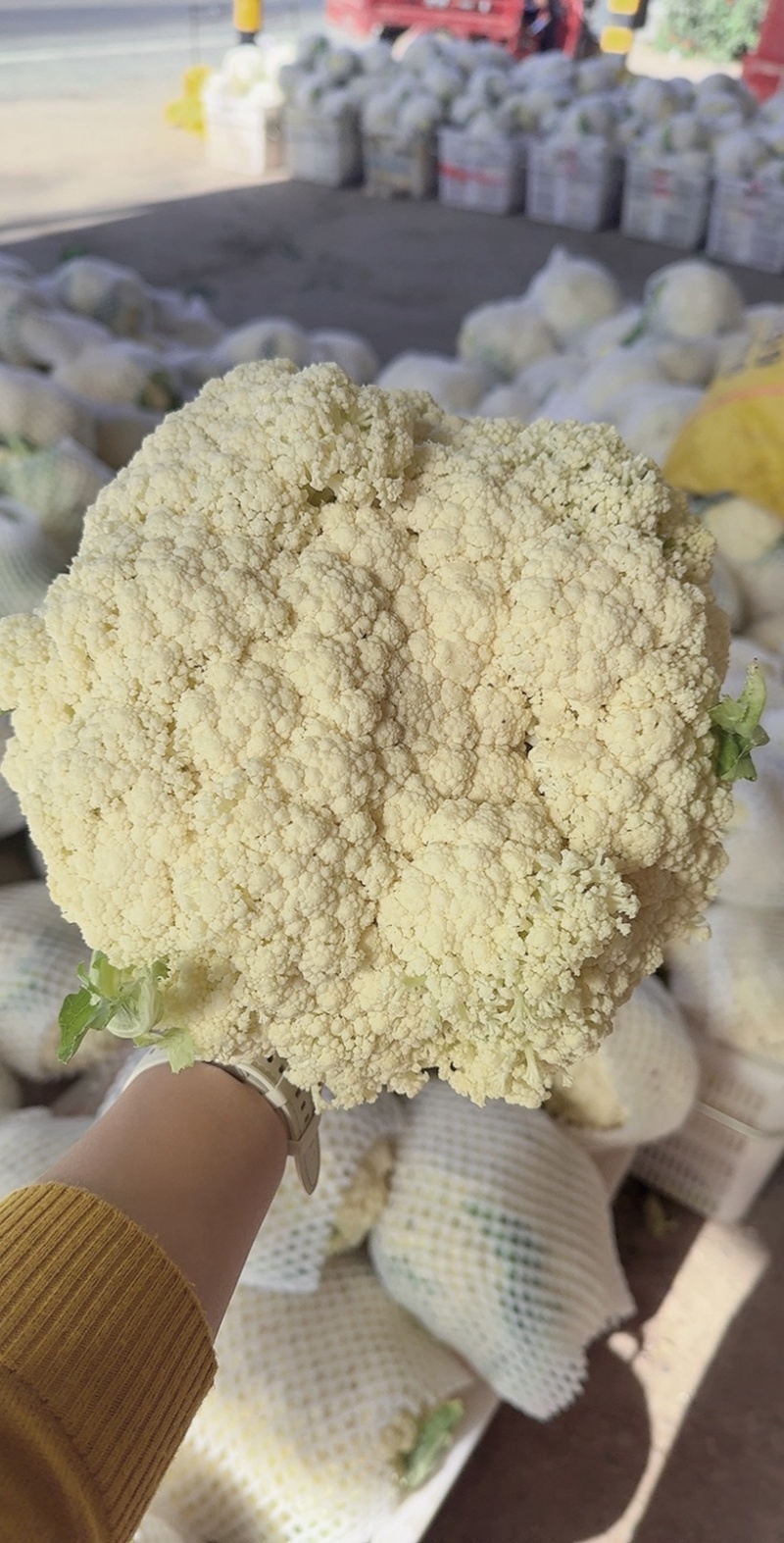 松花菜，产地一手货源，量大优惠，对接全国市场电商平台欢迎