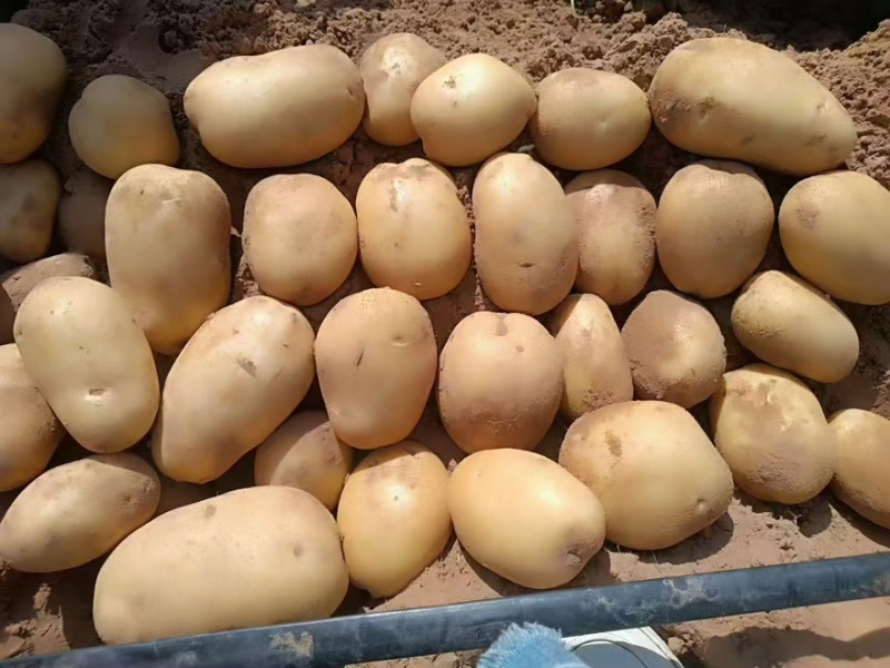 土豆V7，纯沙地精品，大量供应