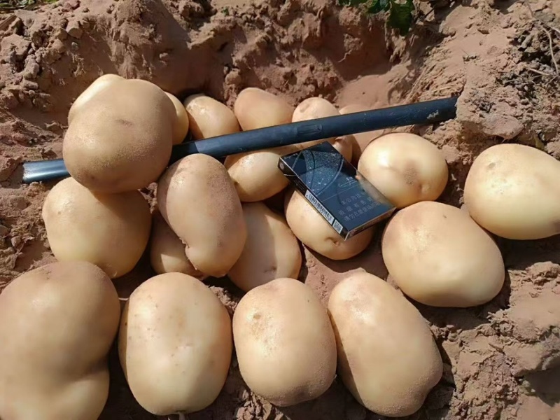 土豆V7，纯沙地精品，大量供应