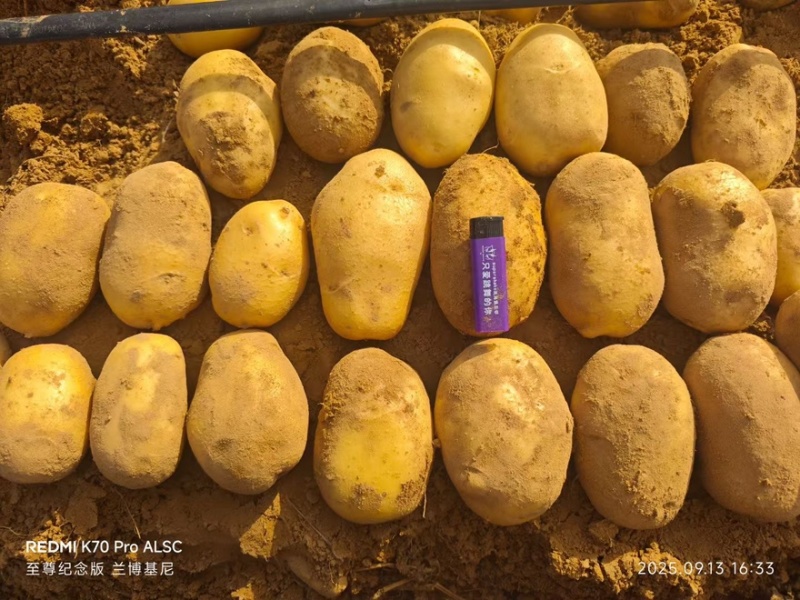 土豆V7，纯沙地精品，大量供应