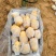 土豆V7,纯沙地精品,大量供应