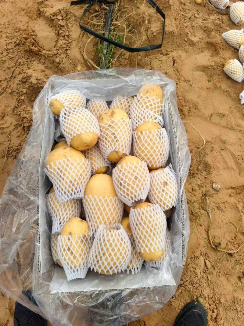 土豆V7，纯沙地精品，大量供应