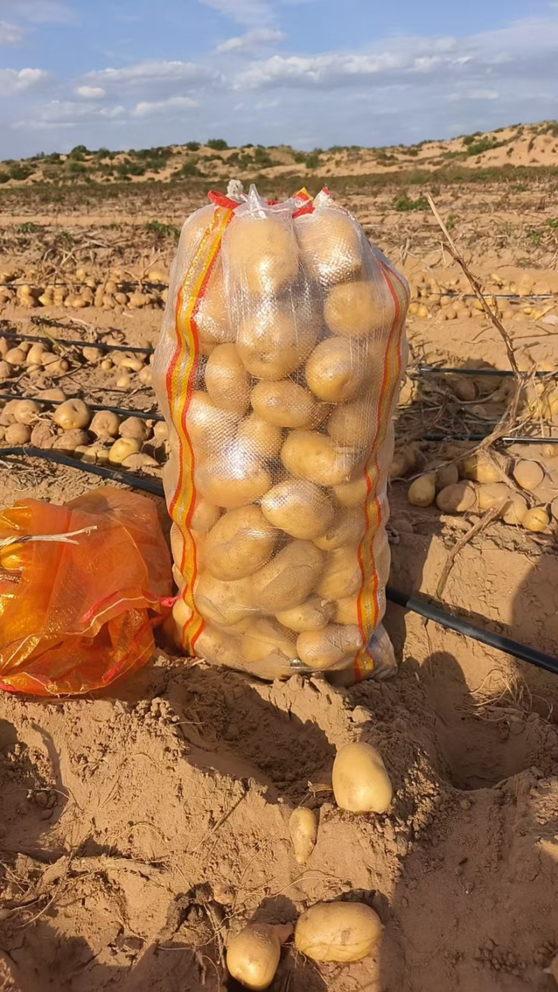 土豆V7，纯沙地精品，大量供应