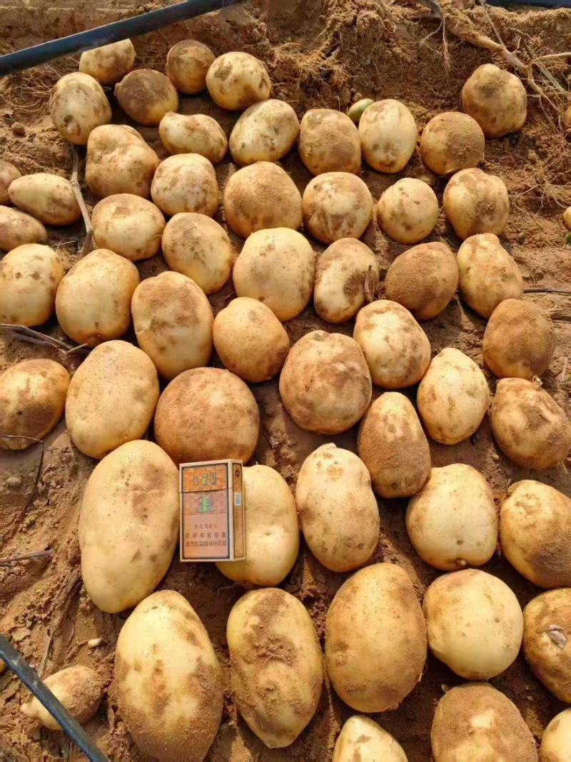 土豆V7，纯沙地精品，大量供应