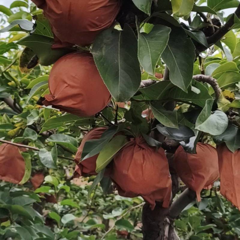晚秋黄梨