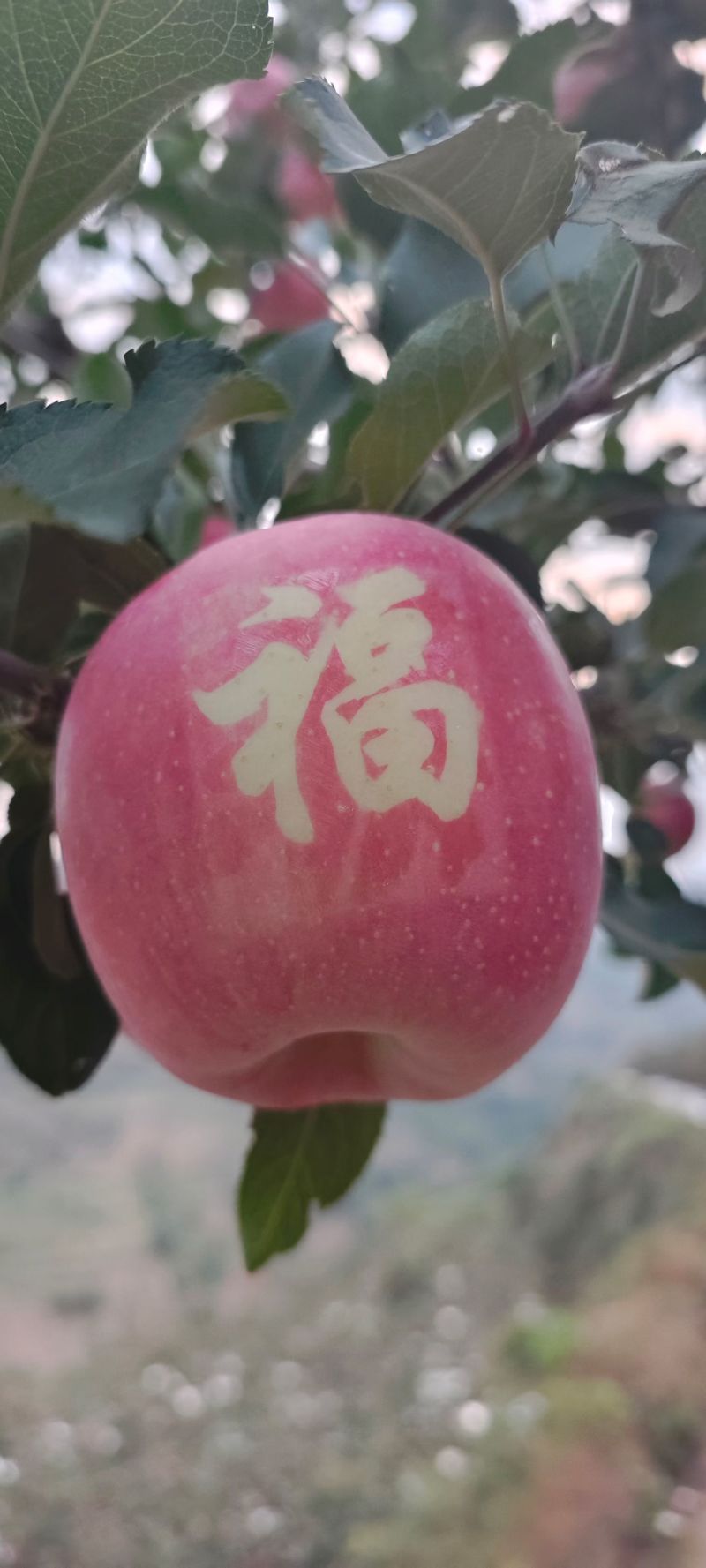 庄浪红富士苹果