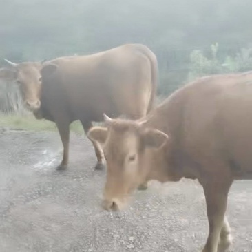 黄牛活牛批量出，自家山养，肉质**
