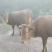 黄牛活牛批量出，自家山养，肉质**