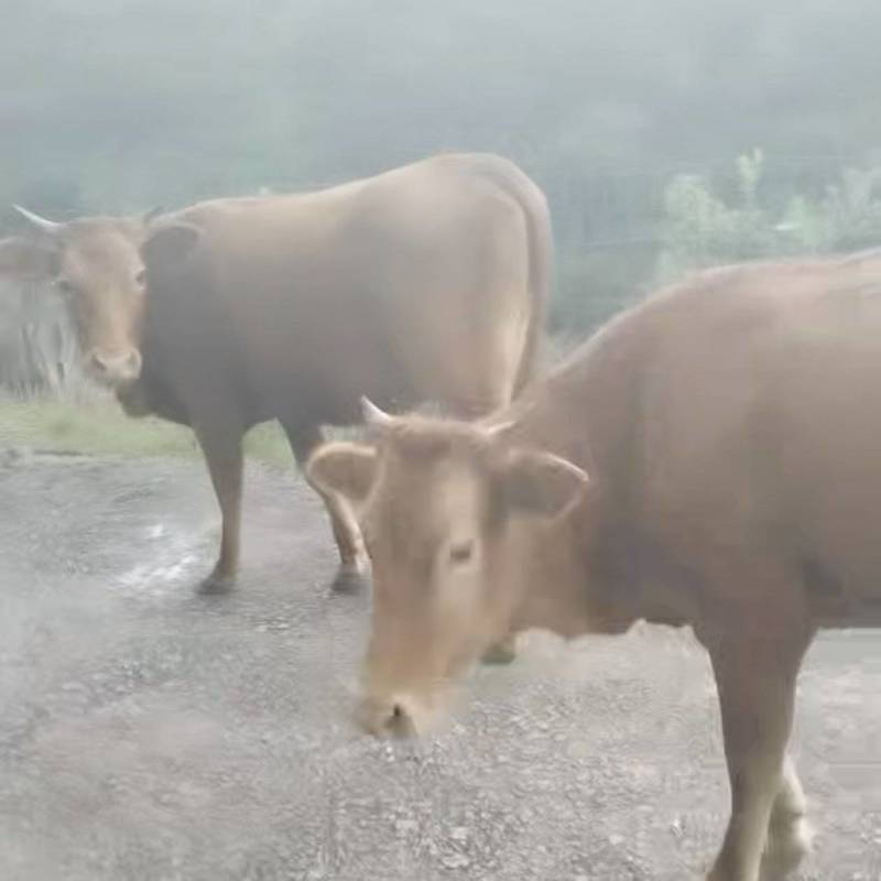黄牛活牛批量出，自家山养，肉质**