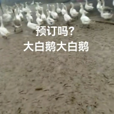 九个月的鹅，60只左右