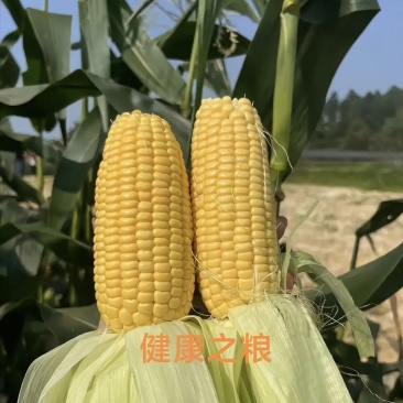 水果玉米