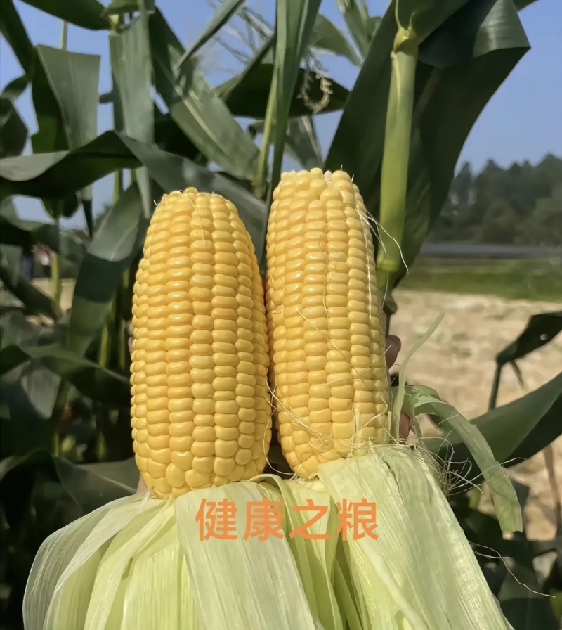 水果玉米