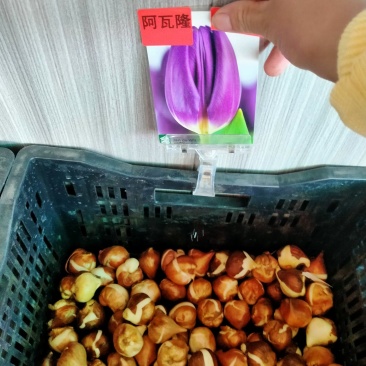 进口郁金香种球水培花卉植物办公室绿植桌面好养活种子重瓣