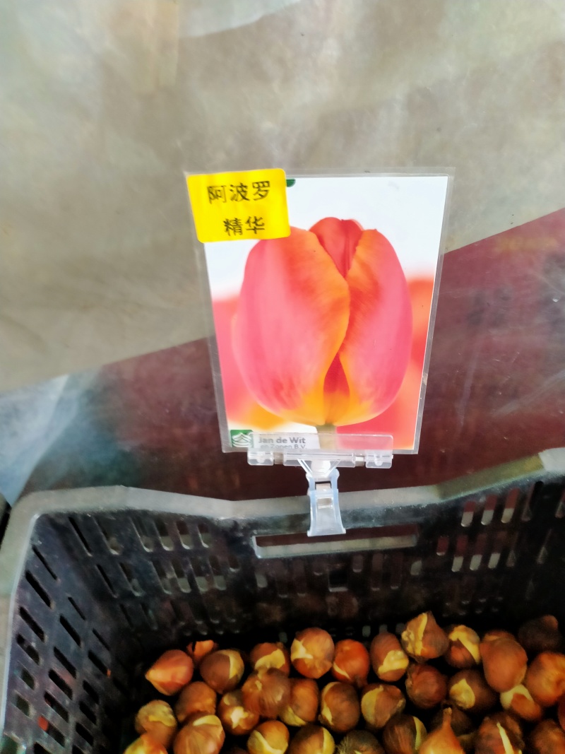 进口郁金香种球水培花卉植物办公室绿植桌面好养活种子重瓣