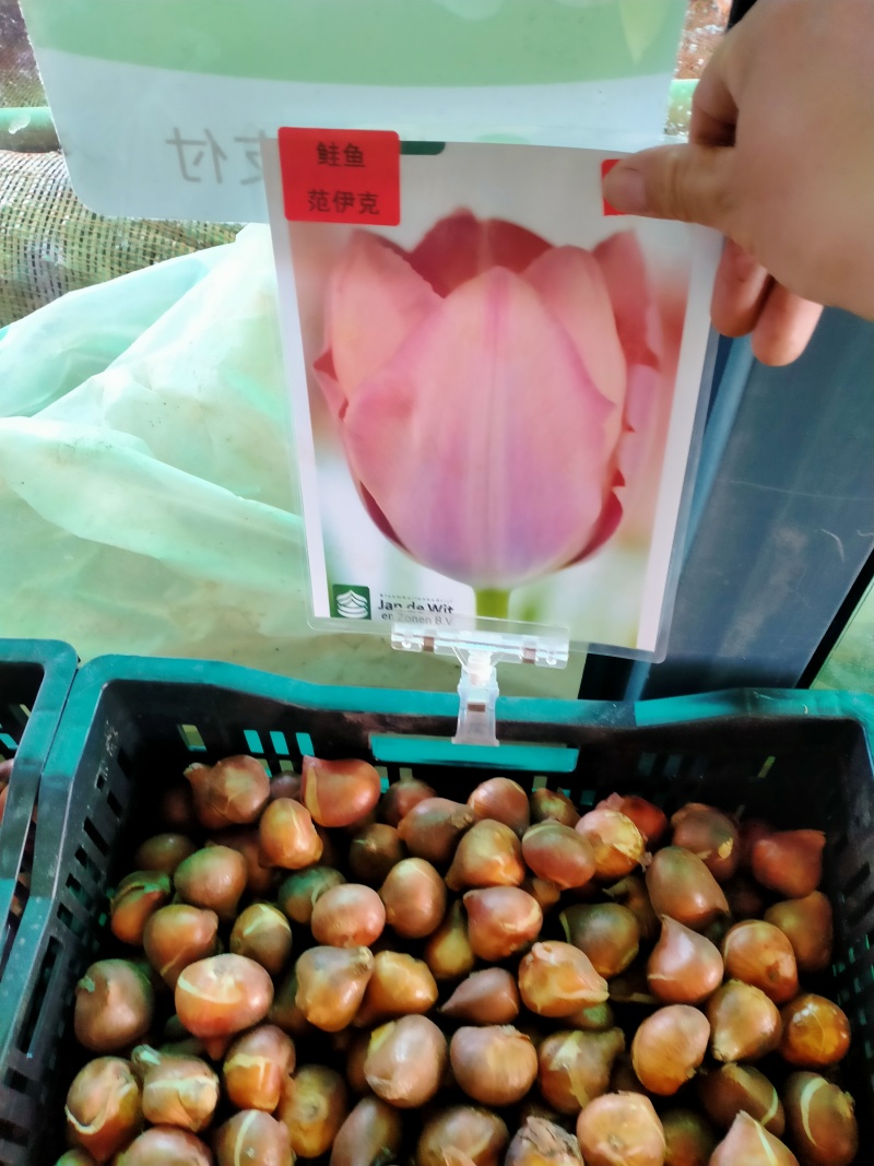 进口郁金香种球水培花卉植物办公室绿植桌面好养活种子重瓣