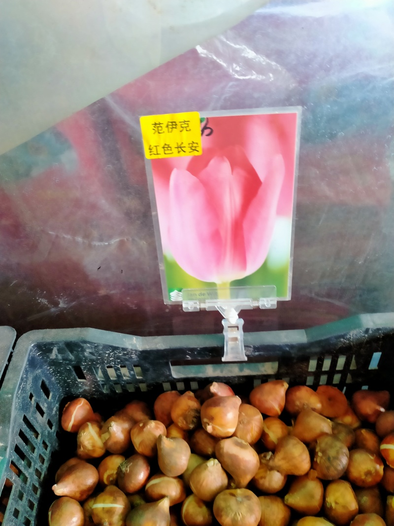进口郁金香种球水培花卉植物办公室绿植桌面好养活种子重瓣