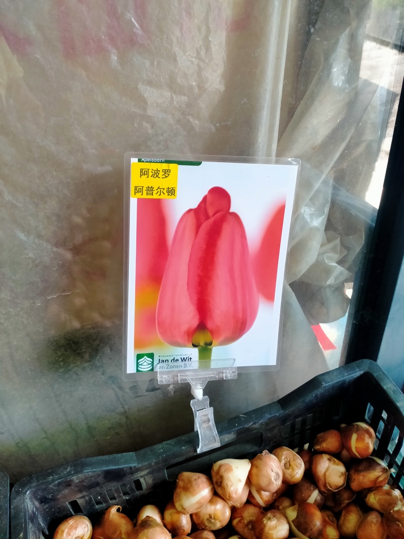 进口郁金香种球水培花卉植物办公室绿植桌面好养活种子重瓣