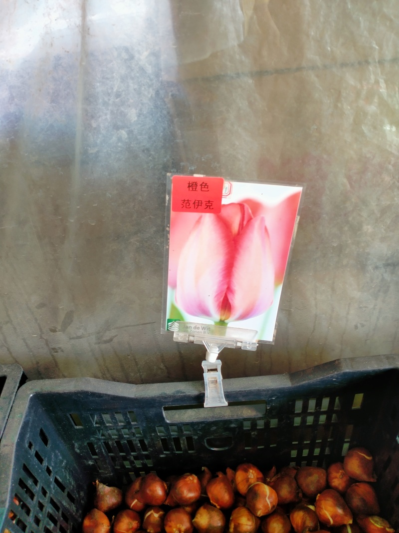 进口郁金香种球水培花卉植物办公室绿植桌面好养活种子重瓣
