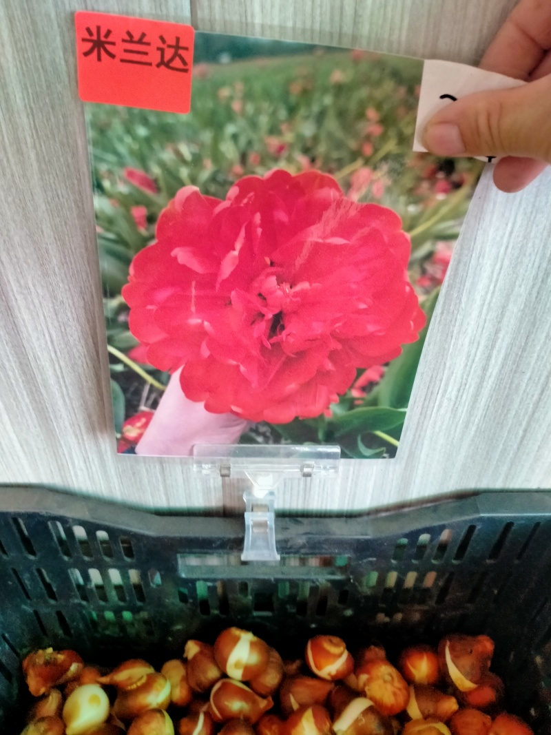 进口郁金香种球水培花卉植物办公室绿植桌面好养活种子重瓣