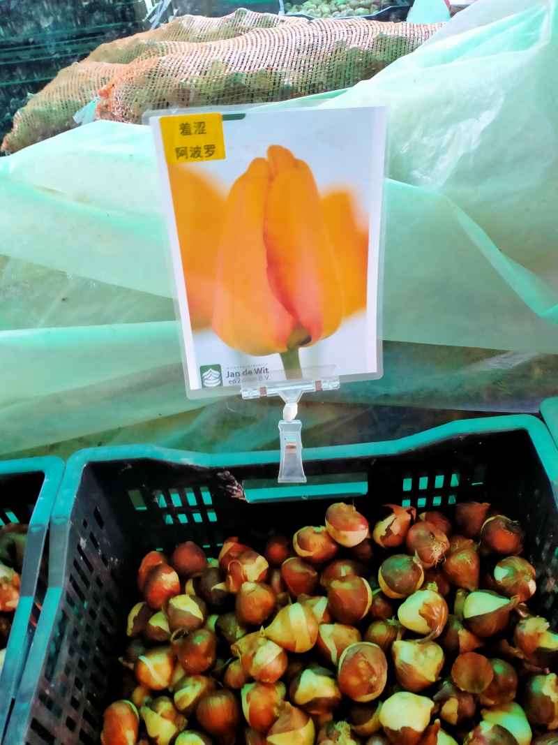 进口郁金香种球水培花卉植物办公室绿植桌面好养活种子重瓣