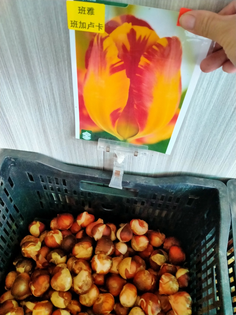 进口郁金香种球水培花卉植物办公室绿植桌面好养活种子重瓣
