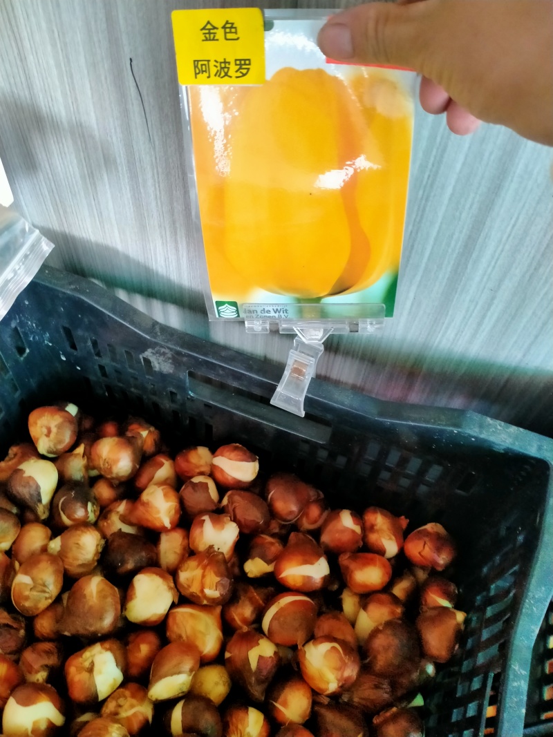 进口郁金香种球水培花卉植物办公室绿植桌面好养活种子重瓣