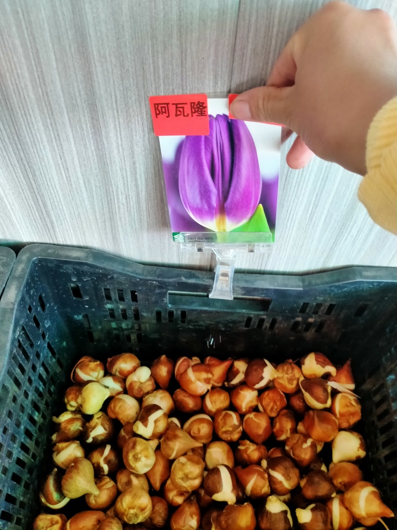 进口郁金香种球水培花卉植物办公室绿植桌面好养活种子重瓣