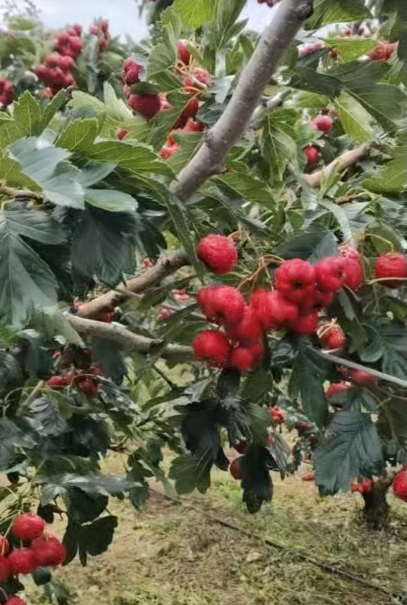 山东甜红子山楂/颜色鲜艳/个大均匀/产量大/现货直发