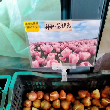 荷兰郁金香种球室内外土培花卉水培盆栽带花秋冬季花种子易种