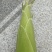 水果玉米