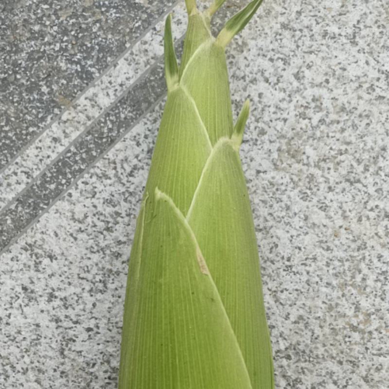 水果玉米