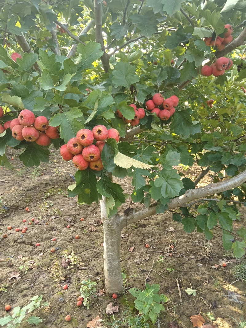 山楂树
