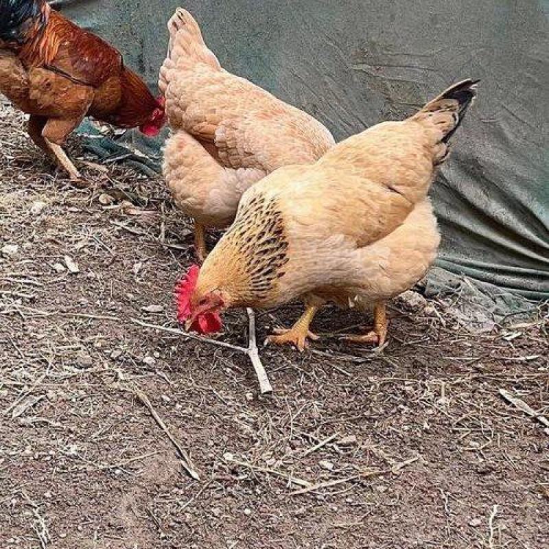 四川省自贡市荣县留佳镇自繁自养纯粮食成年土鸡大量有资源