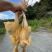 四川省自贡市荣县留佳镇自繁自养纯粮食成年土鸡大量有资源