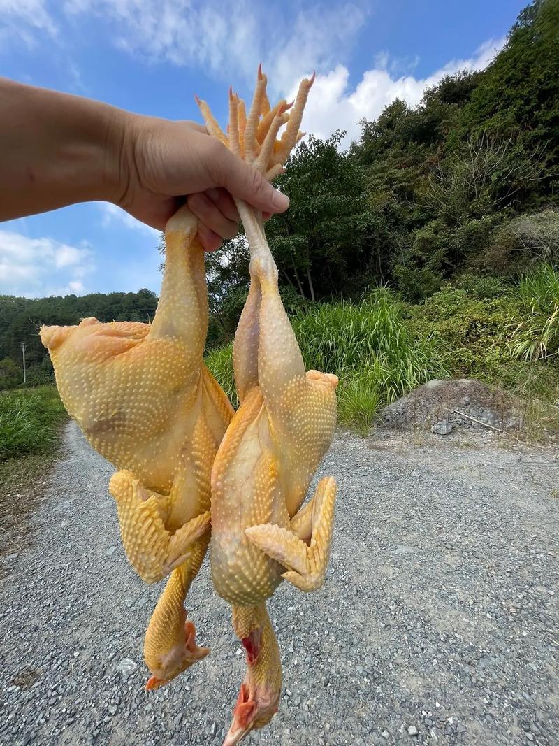 四川省自贡市荣县留佳镇自繁自养纯粮食成年土鸡大量有资源