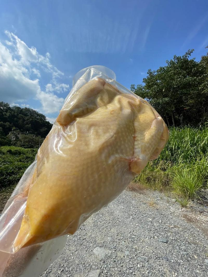 四川省自贡市荣县留佳镇自繁自养纯粮食成年土鸡大量有资源