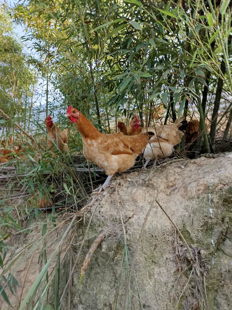 四川省自贡市荣县留佳镇自繁自养纯粮食成年土鸡大量有资源